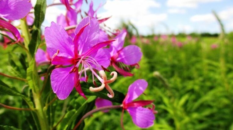 Fireweed inflorescences na may hindi maikakaila na mga benepisyo para sa mga lalaki