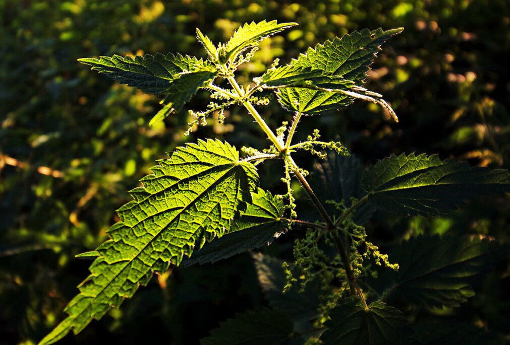 Nettle upang madagdagan ang potency