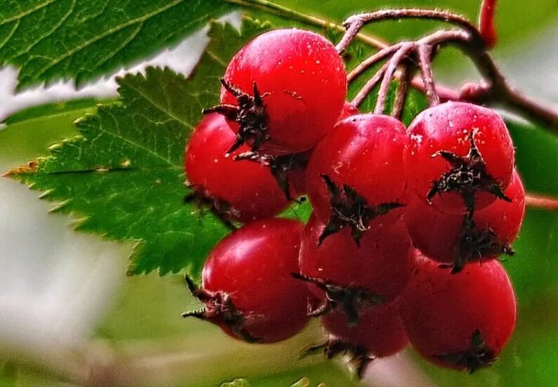 hawthorn upang madagdagan ang potency