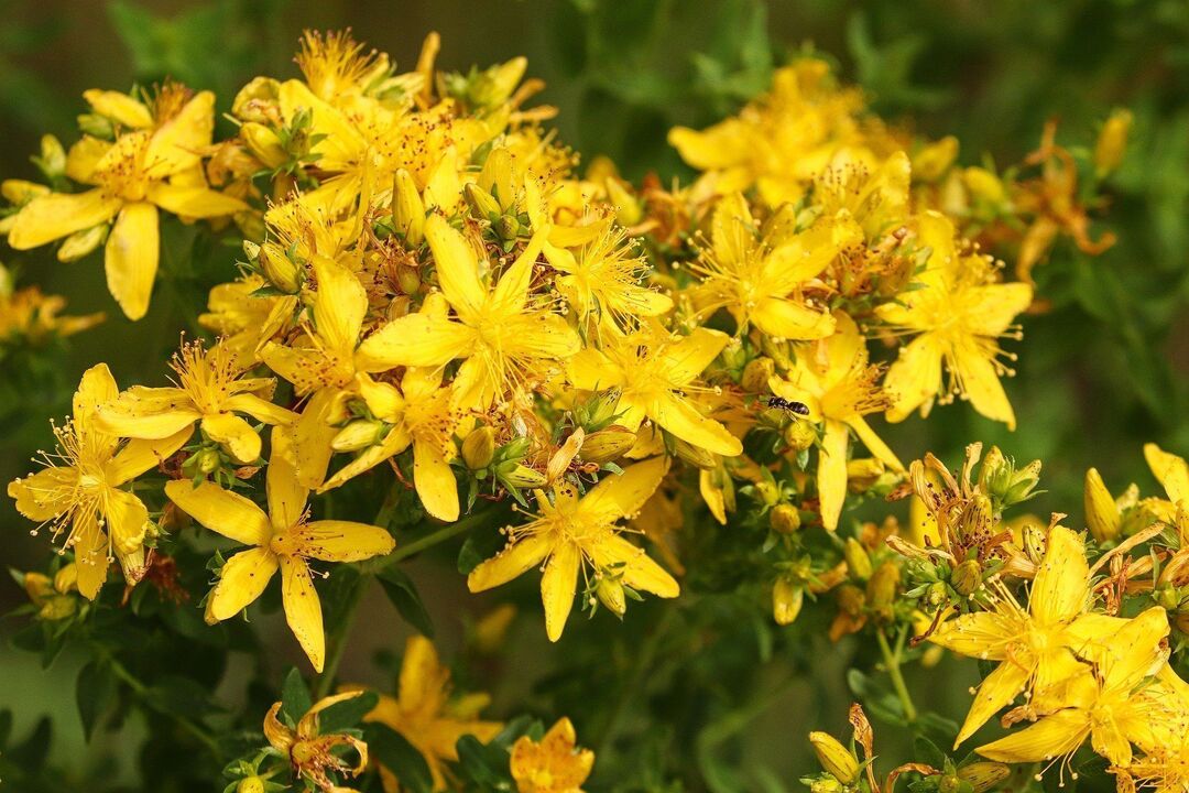 St. John's wort para sa potency