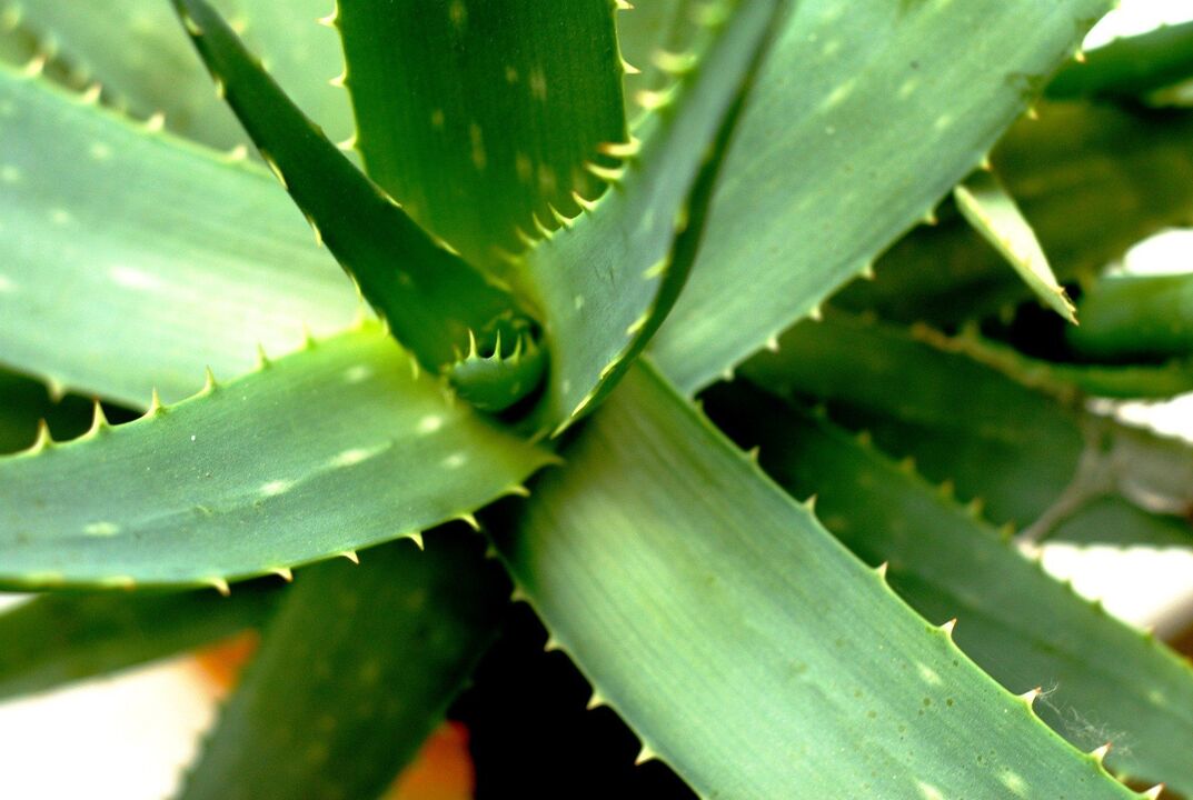 aloe para sa lakas ng lalaki