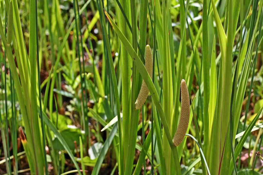 calamus herb para sa potency