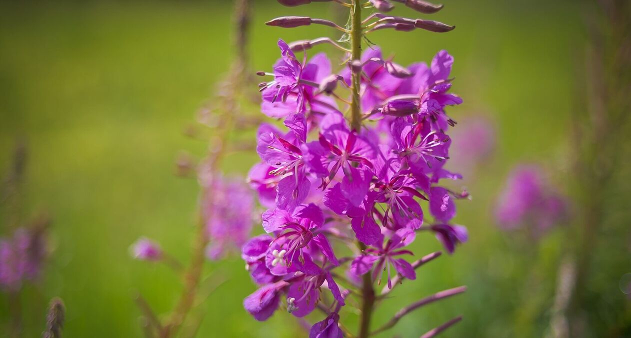 fireweed para sa kalusugan ng kalalakihan