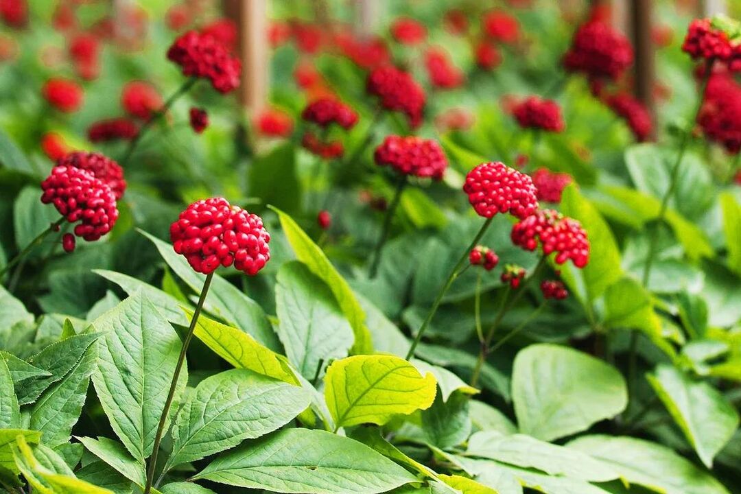 ginseng medicinal herb para sa potency