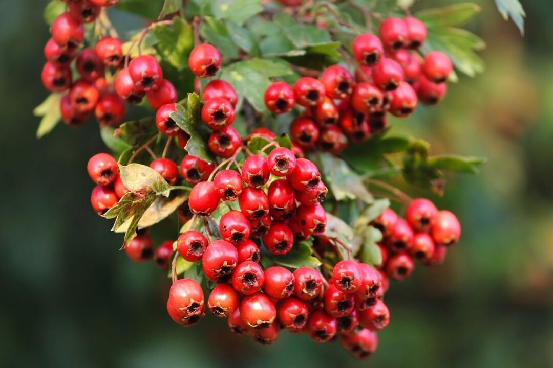 hawthorn para sa potency