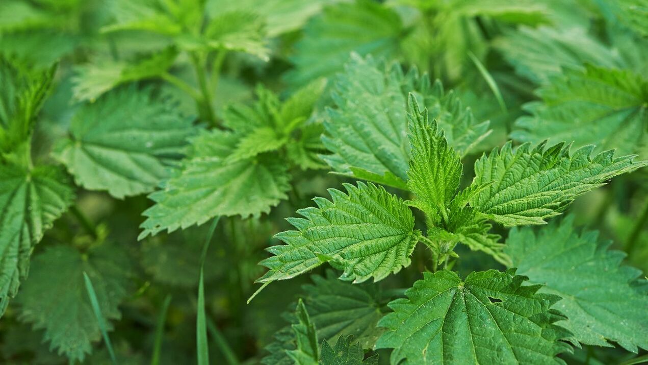 herb nettle para sa potency